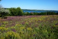 Blossoming steppe grass sage SÃÂlvia officinÃÂlis on the field, overlooking the river